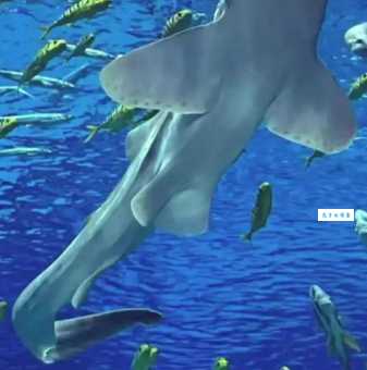你不知道的九种最稀有鲨鱼：探秘深海奇特生物