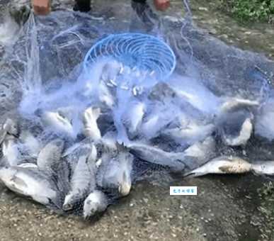 这种“垃圾鱼”竟如此可怕！警惕垃圾鱼入侵的生态风险