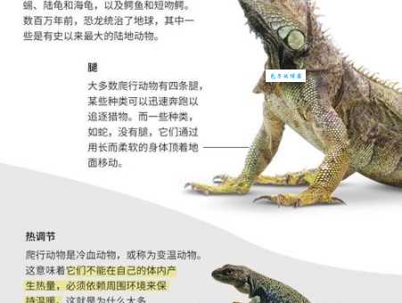 爬行动物有哪些品种？探索爬行动物的神秘魅力