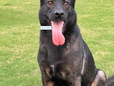 深度解析东德牧羊犬：性格、特点及饲养指南