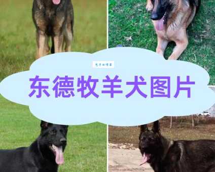 深度解析东德牧羊犬：性格、特点及饲养指南