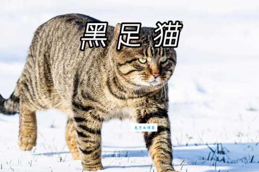 黑足猫：比家猫还小，却拥有致命一击！