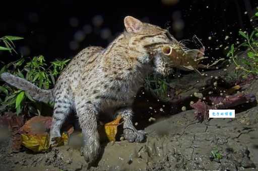 黑足猫：比家猫还小，却拥有致命一击！