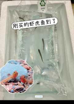 深入了解虾虎鱼：从种类到习性全方位解读