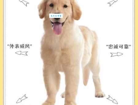 拉布拉多犬适合家庭饲养吗？拉布拉多犬的优缺点分析