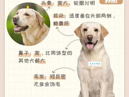 拉布拉多犬适合家庭饲养吗？拉布拉多犬的优缺点分析
