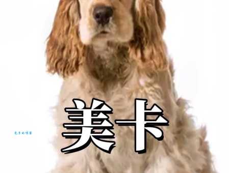 美国可卡犬（美卡犬）品种详解：优缺点、价格及饲养指南