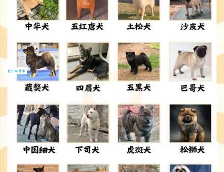 深度了解中华田园犬：血统、习性和饲养技巧