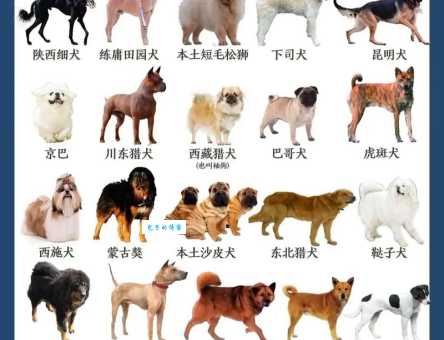 深度了解中华田园犬：血统、习性和饲养技巧
