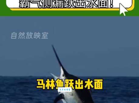 认识马林鱼：从体型到习性，带你了解深海霸主的一切