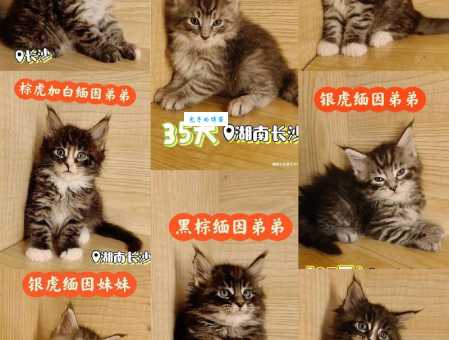 缅因猫价格贵吗？带你了解缅因猫的市场行情