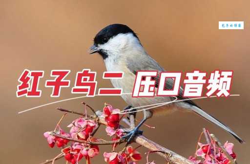 红子鸟：小型鸟类，生态价值及保护现状