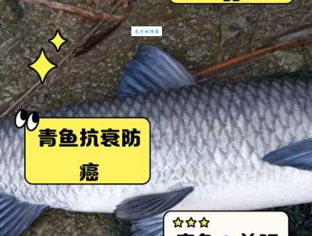 你知道青鱼是什么鱼吗？青鱼的生长环境和特点介绍