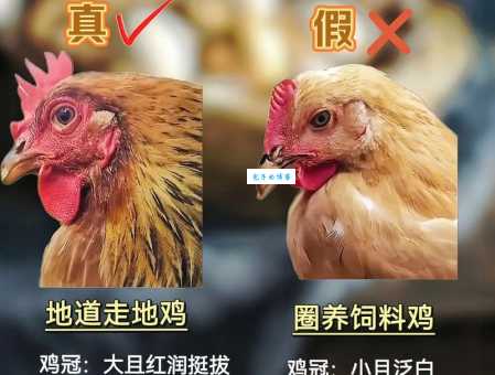 趣味问答：哪种植物和动物最像鸡？