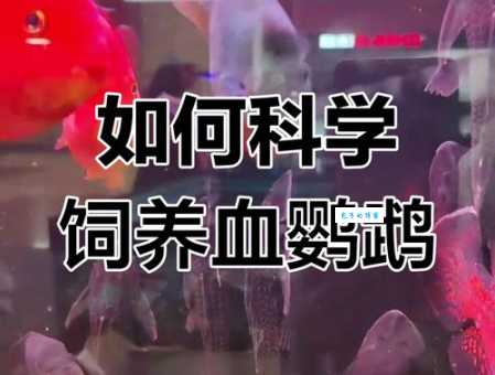 鹦鹉鱼的饲养方法：水质、温度、喂食全攻略
