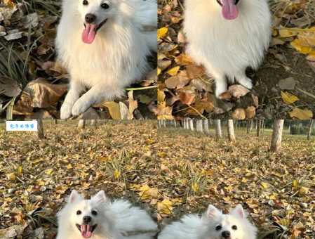 狐狸狗的性格特点和饲养方法是什么？