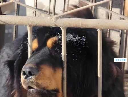 青海玉树藏獒：凶猛藏獒的生存现状与人兽冲突