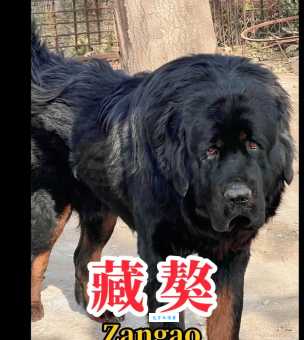 青海玉树藏獒：凶猛藏獒的生存现状与人兽冲突