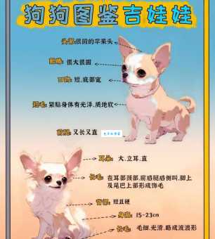 想养吉娃娃？宠物犬价格及品种选择指南