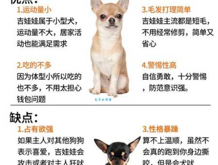 想养吉娃娃？宠物犬价格及品种选择指南