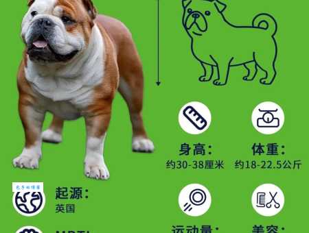 西班牙斗牛犬：忠诚勇敢的家庭伴侣，了解它的独特魅力