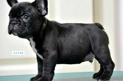 西班牙斗牛犬：忠诚勇敢的家庭伴侣，了解它的独特魅力