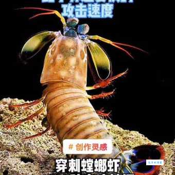 海洋杀手螳螂虾：比皮皮虾凶猛百倍的强大生物