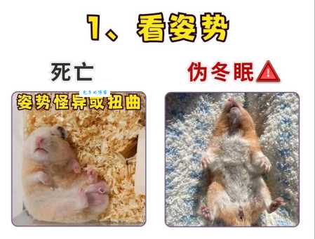 冬天动物如何过冬？详解哪些动物会冬眠