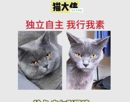 喜色猫：不同毛色猫咪性格大不同，你的猫咪是什么性格？