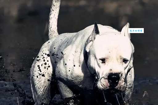 杜高犬的性格与训练：如何与你的杜高犬和谐相处
