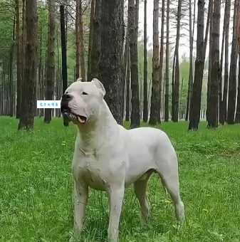 杜高犬的性格与训练：如何与你的杜高犬和谐相处