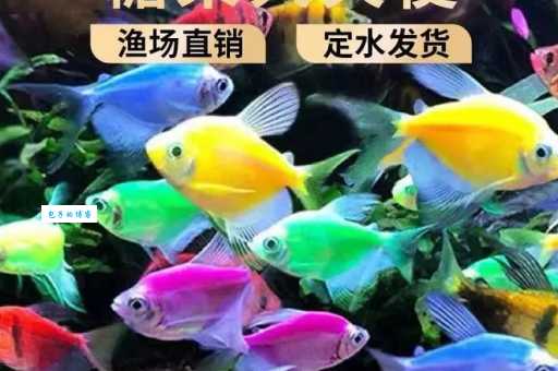水中精灵天使鱼：品种大全及观赏价值深度解析