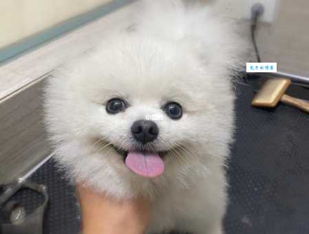 俊介是什么狗？它为什么这么受欢迎？