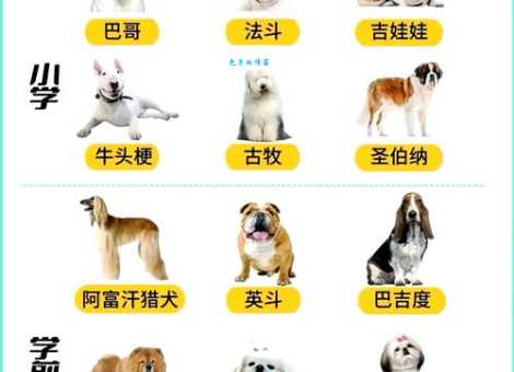 狗狗智商大比拼：看看你家狗狗智商排第几？