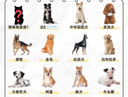 狗狗智商大比拼：看看你家狗狗智商排第几？