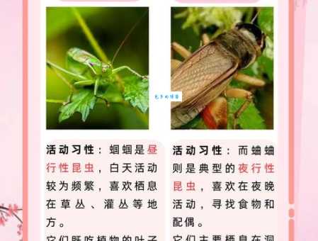蟋蟀、蝈蝈和促织的关系是什么？一次性搞懂昆虫名称