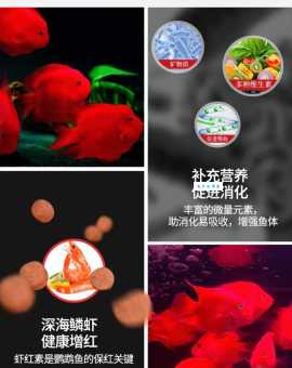 血鹦鹉鱼怎么养？新手入门养殖技巧全攻略