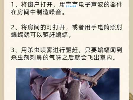 家里出现蝙蝠怎么办？驱赶方法及风险防范指南