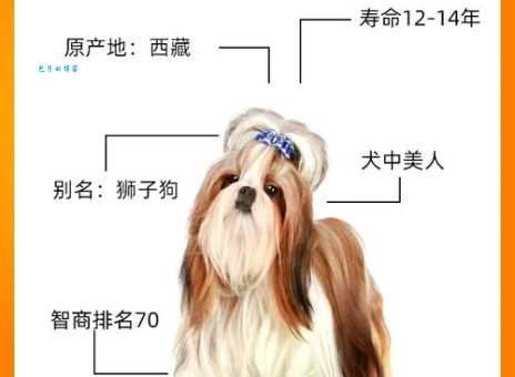 西施犬价格贵不贵？宠物级和赛级西施犬价格区别
