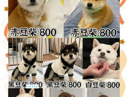 小柴犬价格是多少？不同血统和品相价格差异大吗？