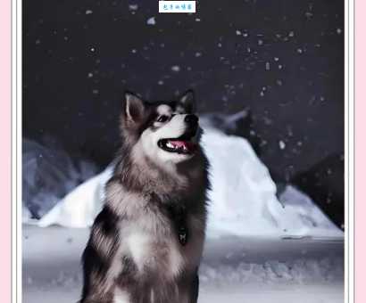 爱斯基摩雪橇犬：比你想象中更厉害的雪地精灵