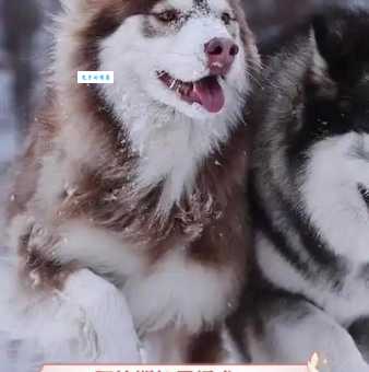 爱斯基摩雪橇犬：比你想象中更厉害的雪地精灵