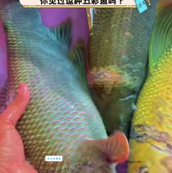 探秘五色鱼：传说中的神鱼和现实中的珍稀物种