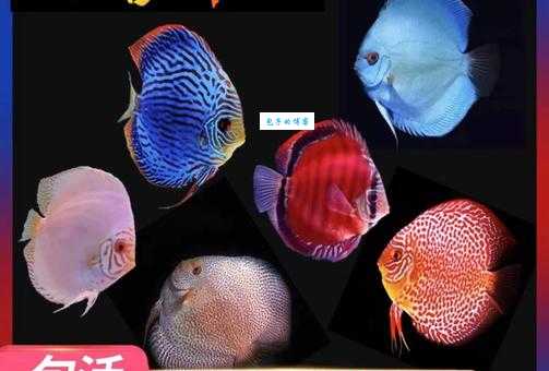 探秘五色鱼：传说中的神鱼和现实中的珍稀物种
