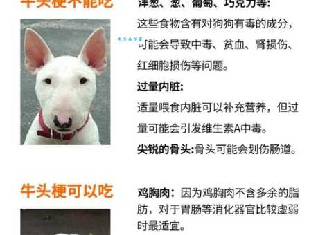 想养牛头梗？它真的很好养吗？看看这些经验分享！