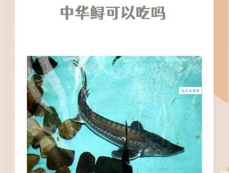 中华鲟是几级保护动物？它有多珍贵你知道吗？