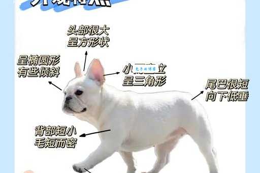 法斗犬的寿命有多长？如何延长法斗犬的寿命和提高生活质量？