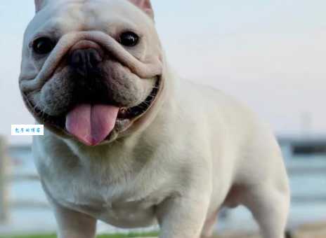 法斗犬的寿命有多长？如何延长法斗犬的寿命和提高生活质量？