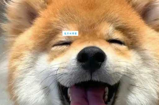 微笑犬表情包火爆全网！可爱到让你忍不住收藏