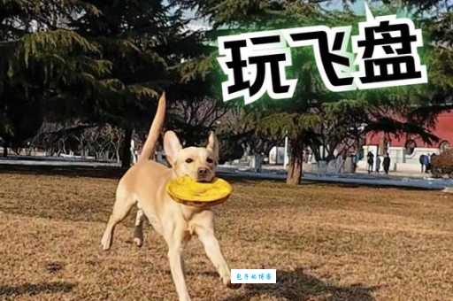 飞盘狗运动：培养狗狗兴趣和提升默契的秘诀